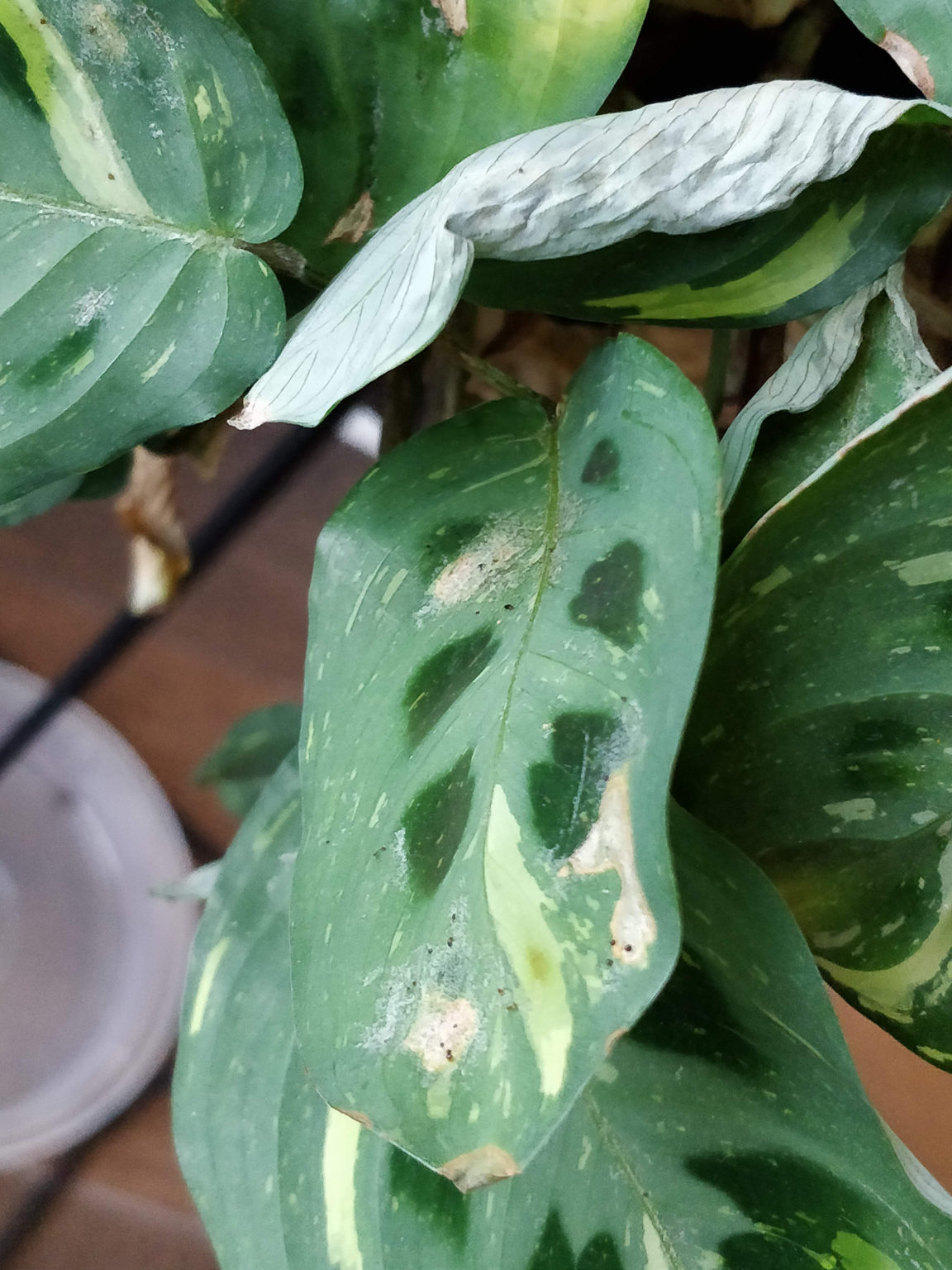 Thrips on Houseplants: A Gallery – House Plant Journal