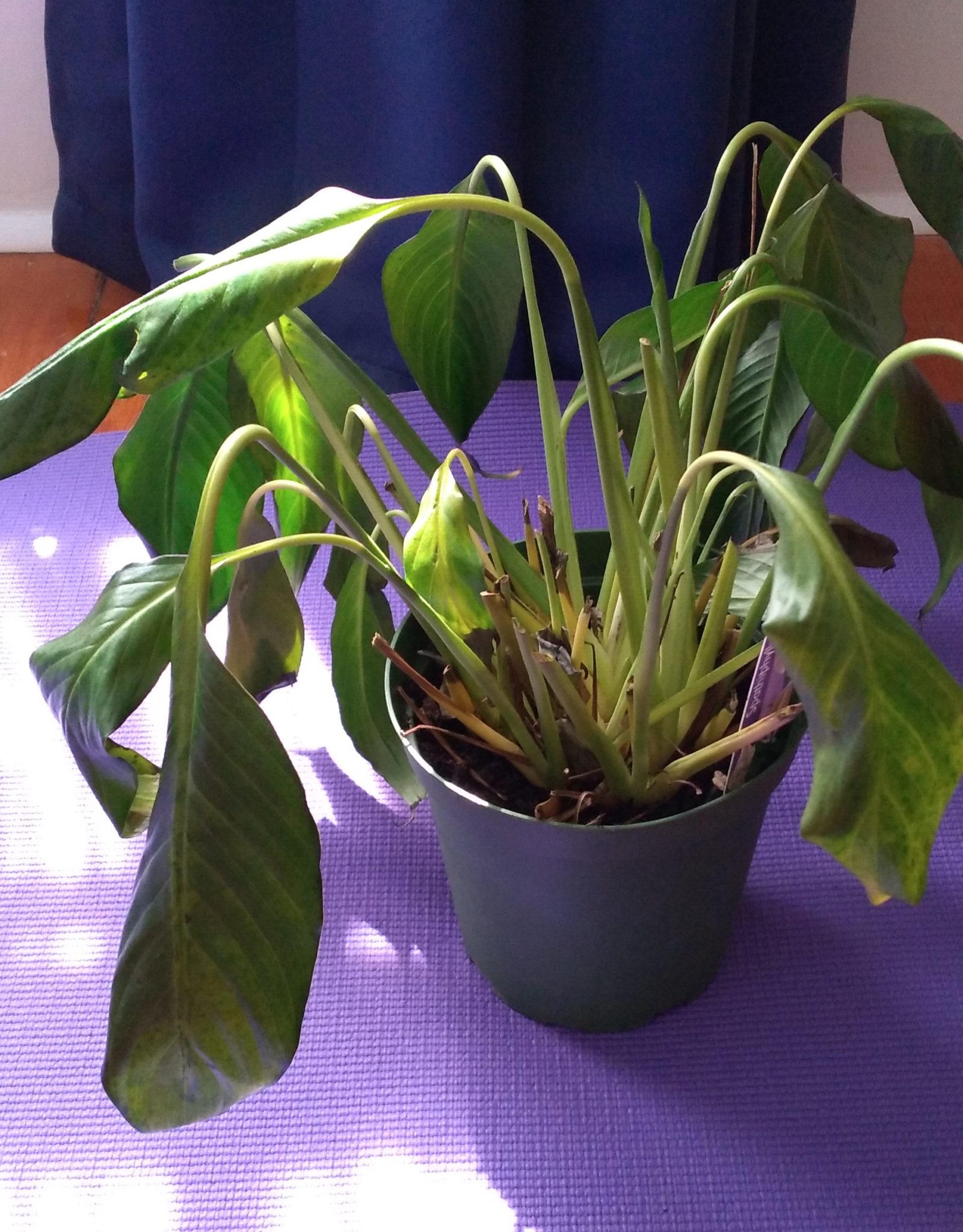 peace-lily-deteriorating-house-plant-journal