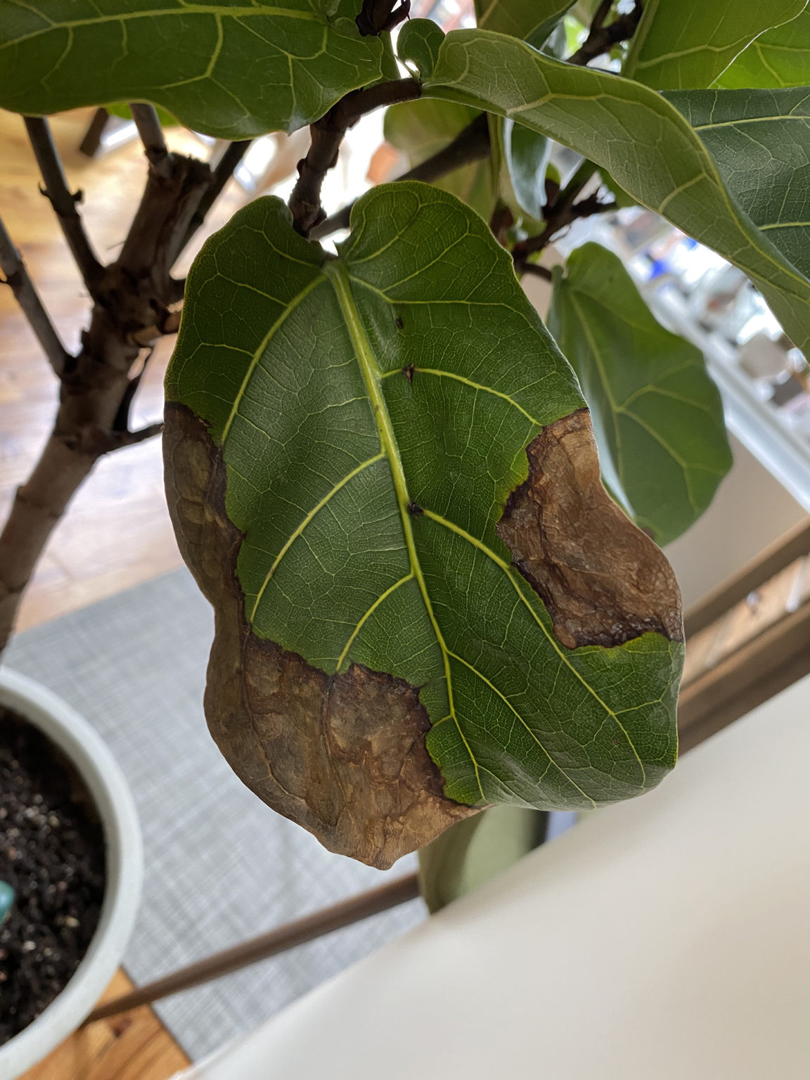 Fiddle Leaf Fig Brown Patches House Plant Journal