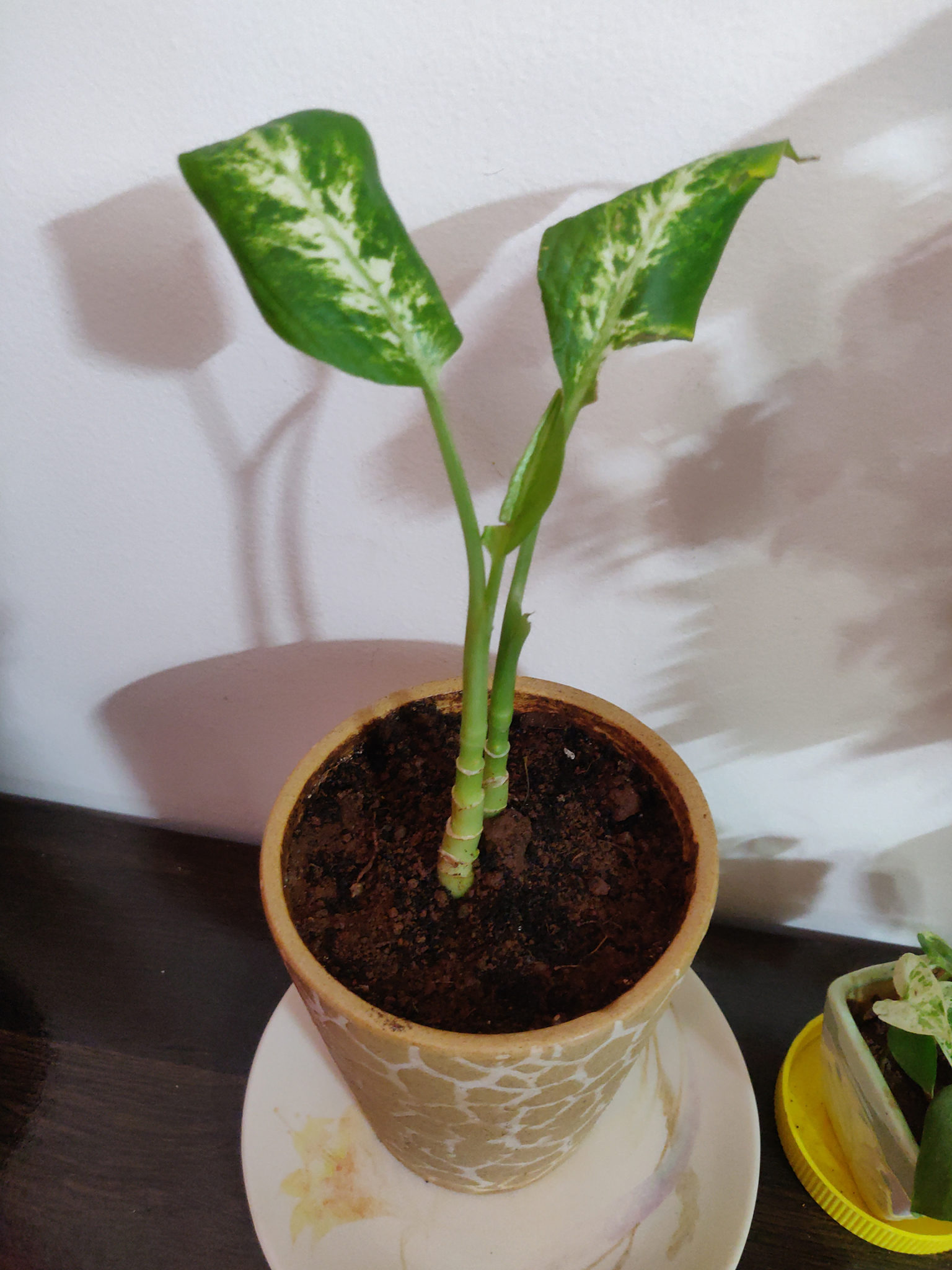 Dieffenbachia: so few leaves left – House Plant Journal