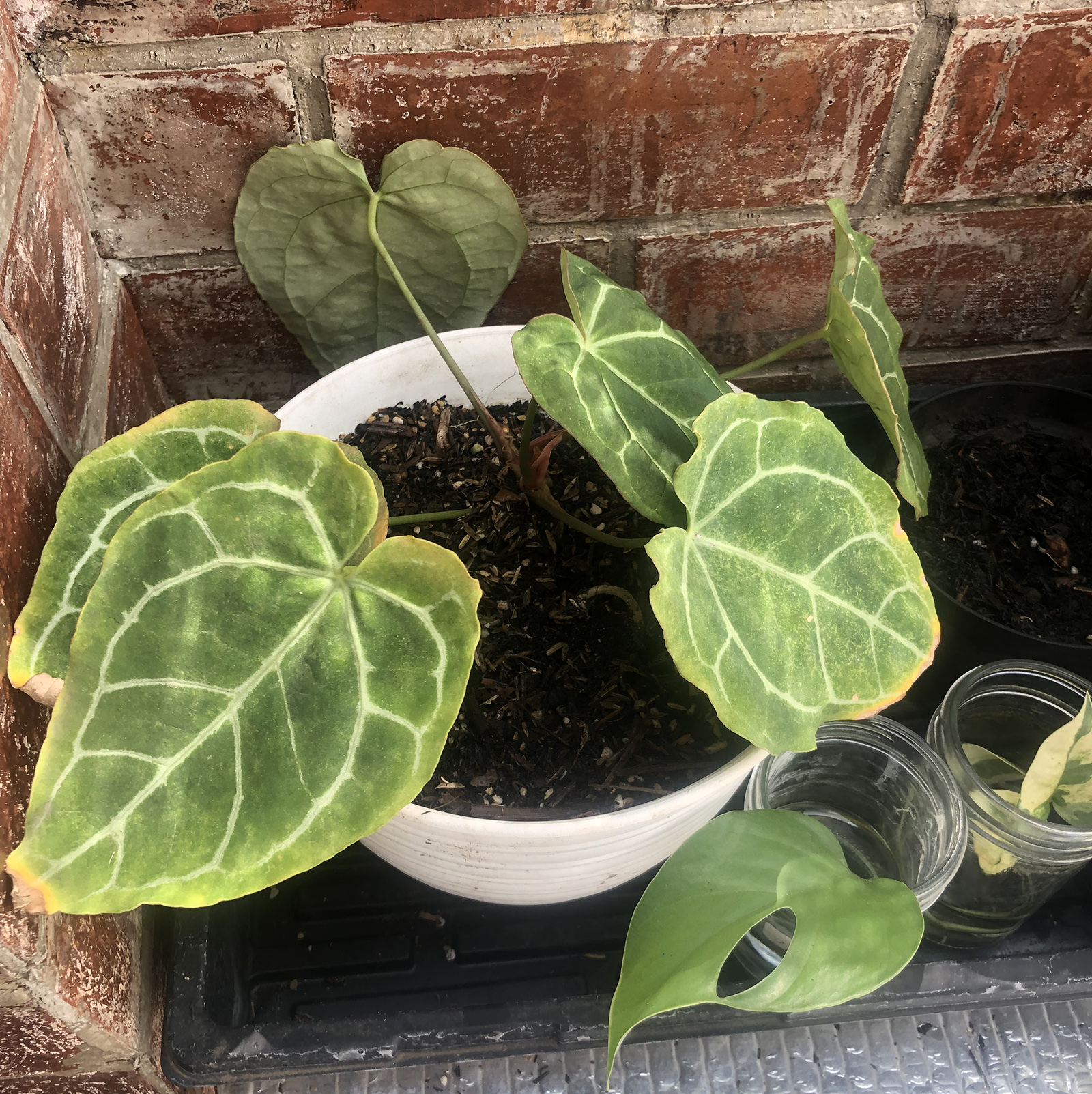 Yellowing Anthurium forgetii – House Plant Journal