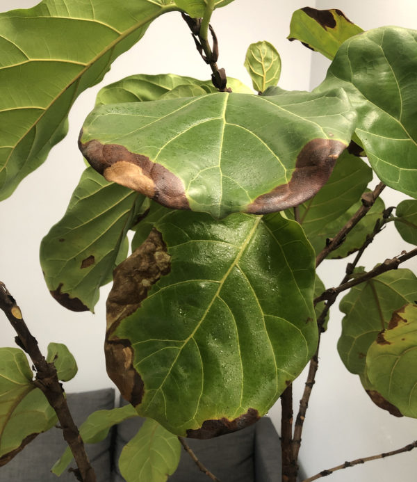 Fiddle leaf brown edges – House Plant Journal