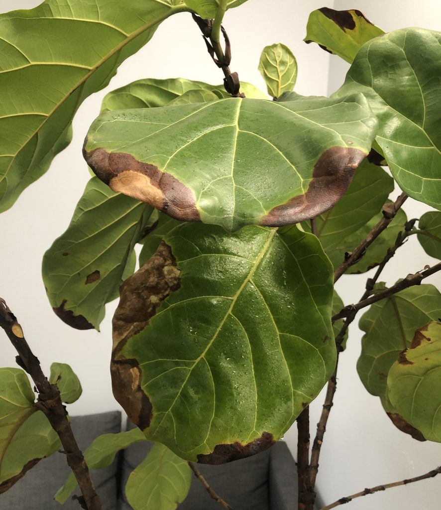 Why Are My Fig Leaves Turning Brown And Falling Off - Infoupdate.org