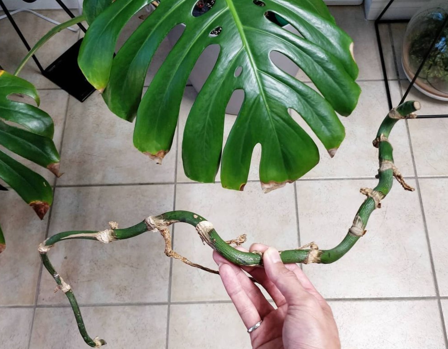 Will this Monstera grow new leaves? – House Plant Journal