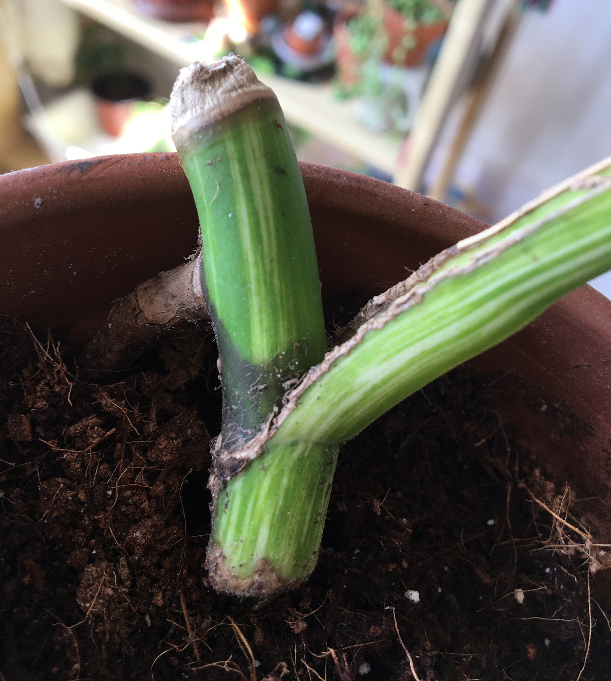 Will this Monstera grow new leaves? – House Plant Journal