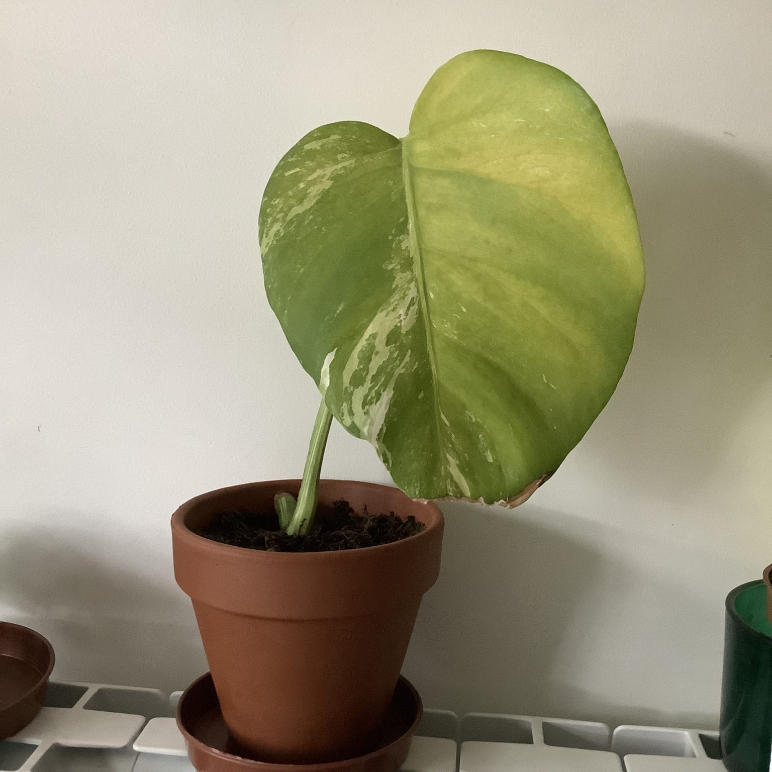 will-this-monstera-grow-new-leaves-house-plant-journal