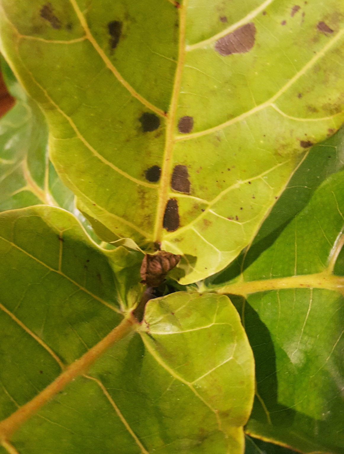 Fiddle leaf fig has brown spots – House Plant Journal