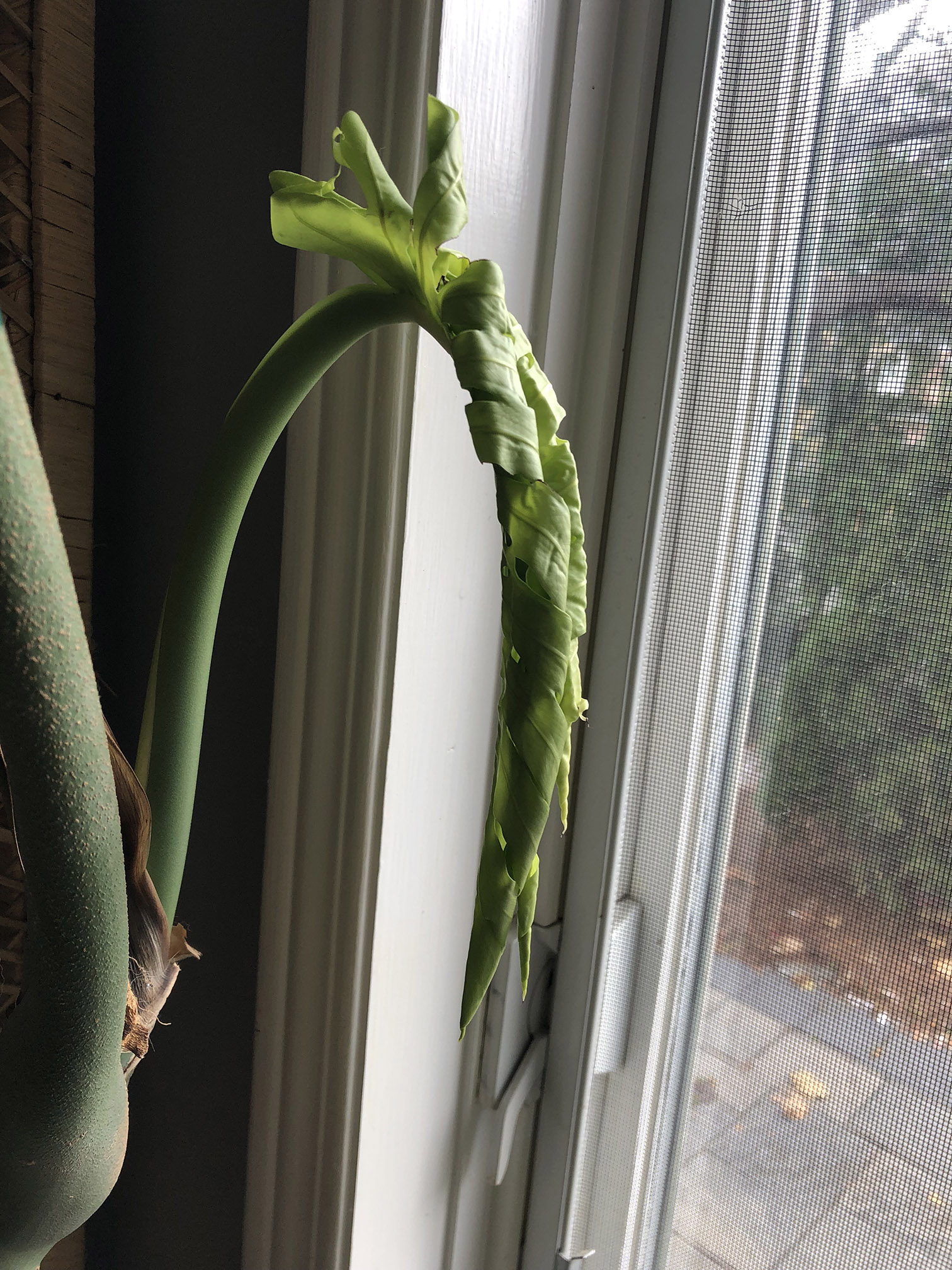 Monstera Leaf Not Unfurling – House Plant Journal