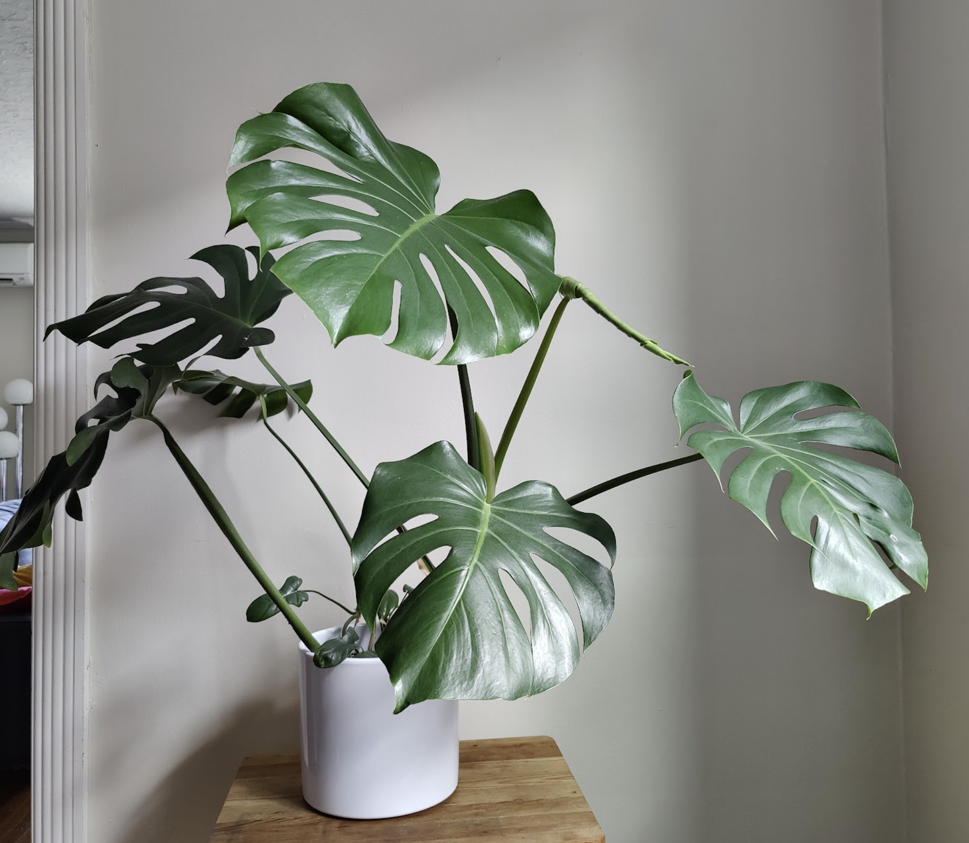 Monstera what to do with leggy growth – House Plant Journal