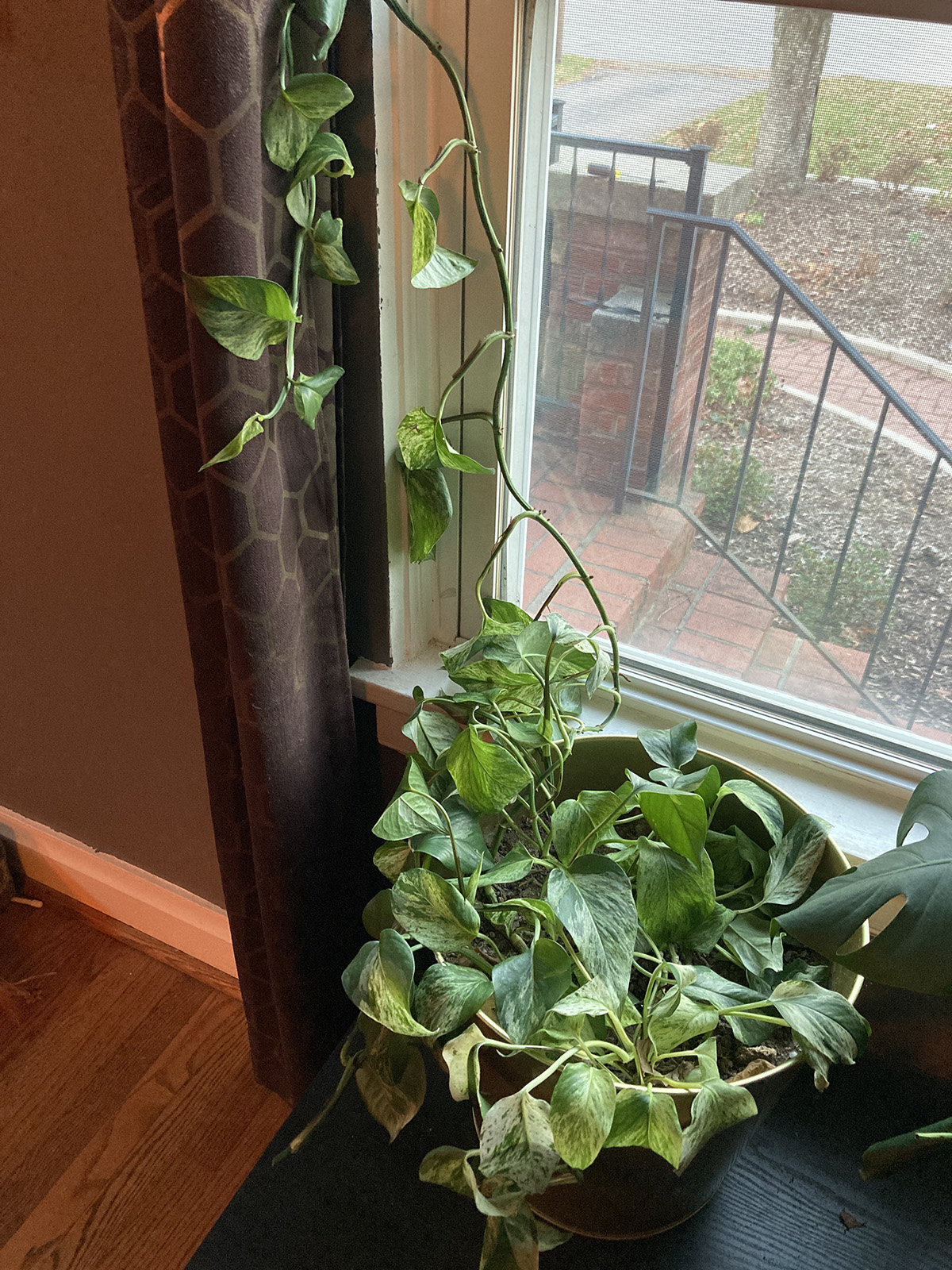 Pothos very droopy – House Plant Journal