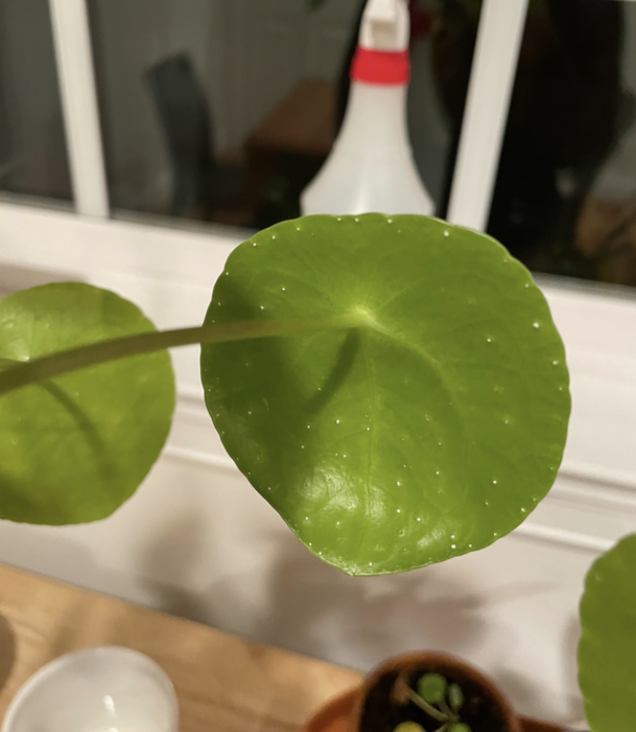 pilea-has-white-spots-house-plant-journal