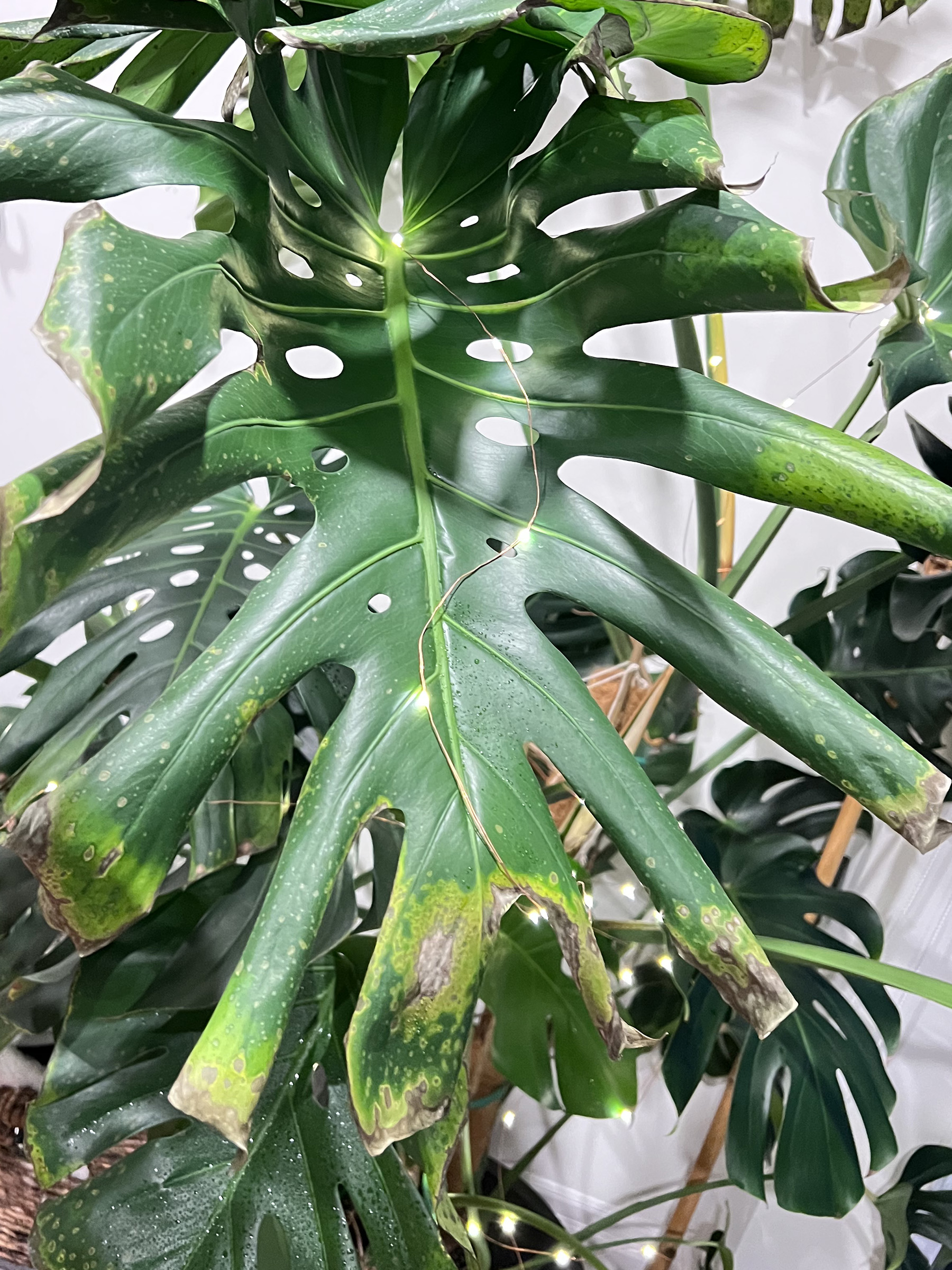 monstera-cold-damage-house-plant-journal