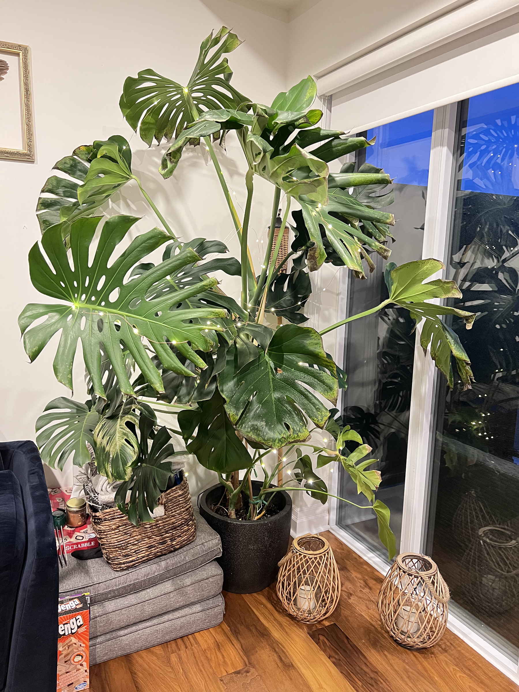 Monstera Cold Damage House Plant Journal