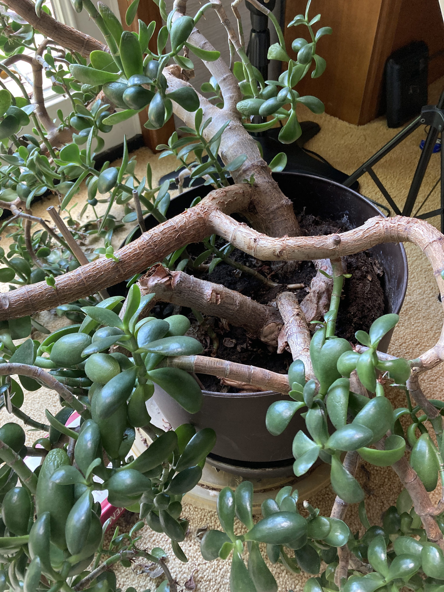 Very old Jade Bent stems – House Plant Journal