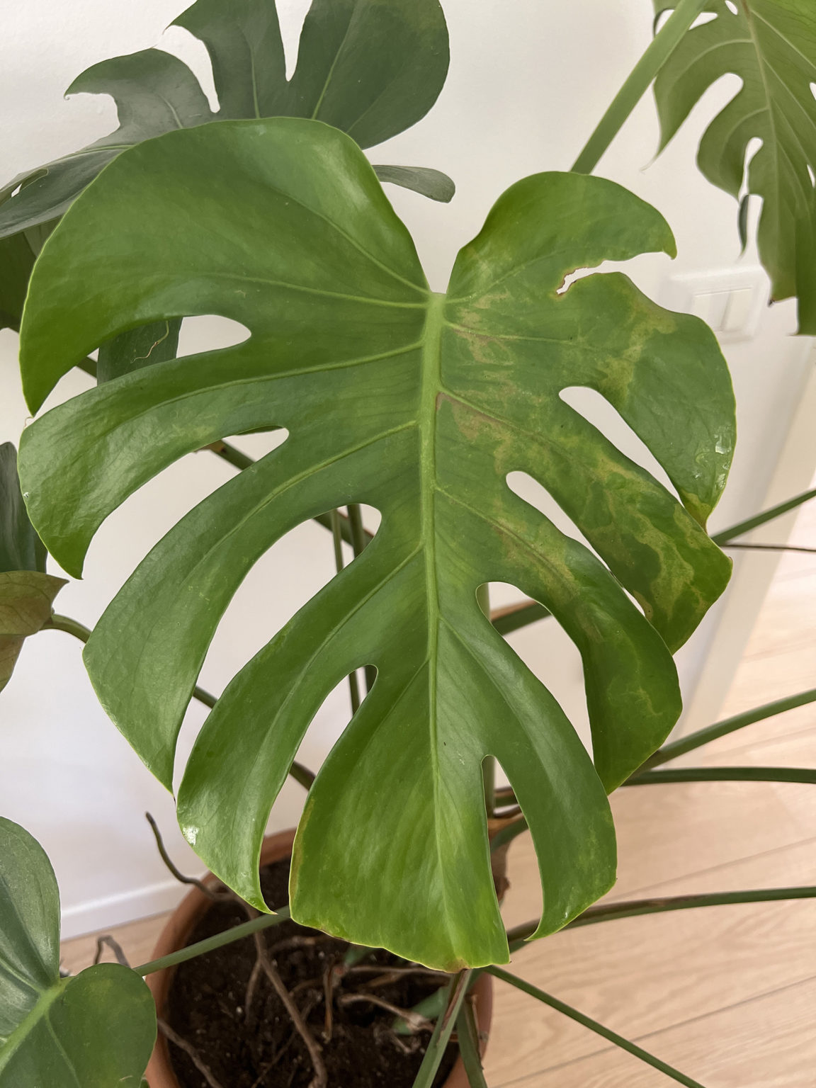 Monstera Has light brown spots – House Plant Journal