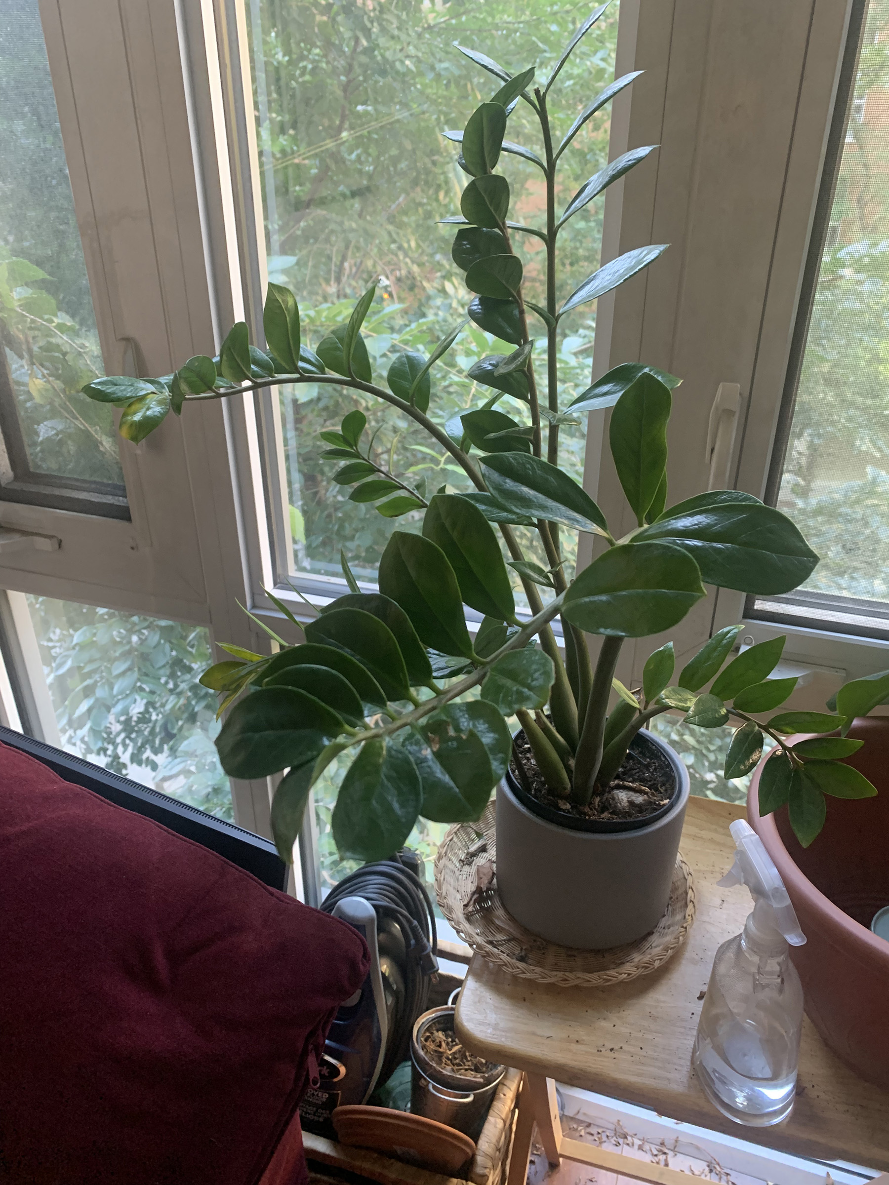 zz Plant yellowing and dying – House Plant Journal