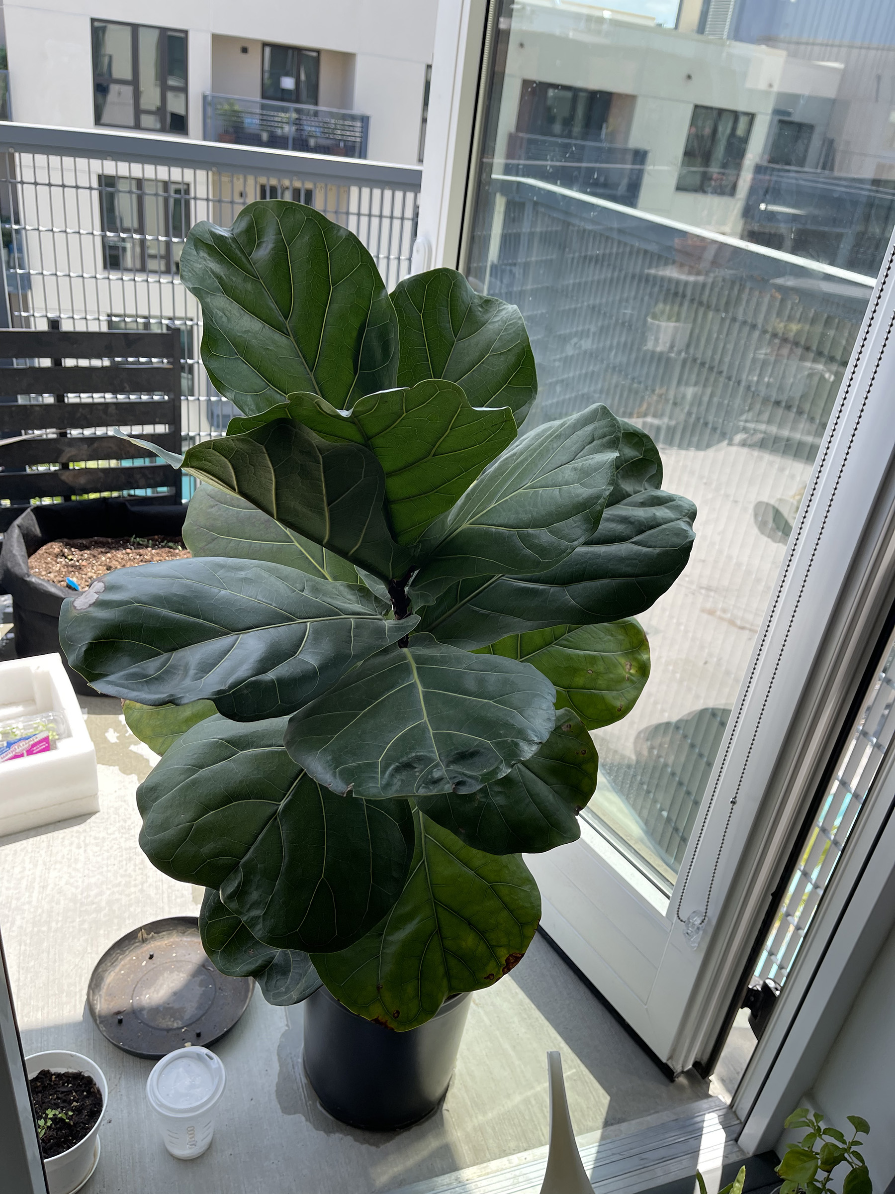 Fiddle leaf fig brown spots – House Plant Journal