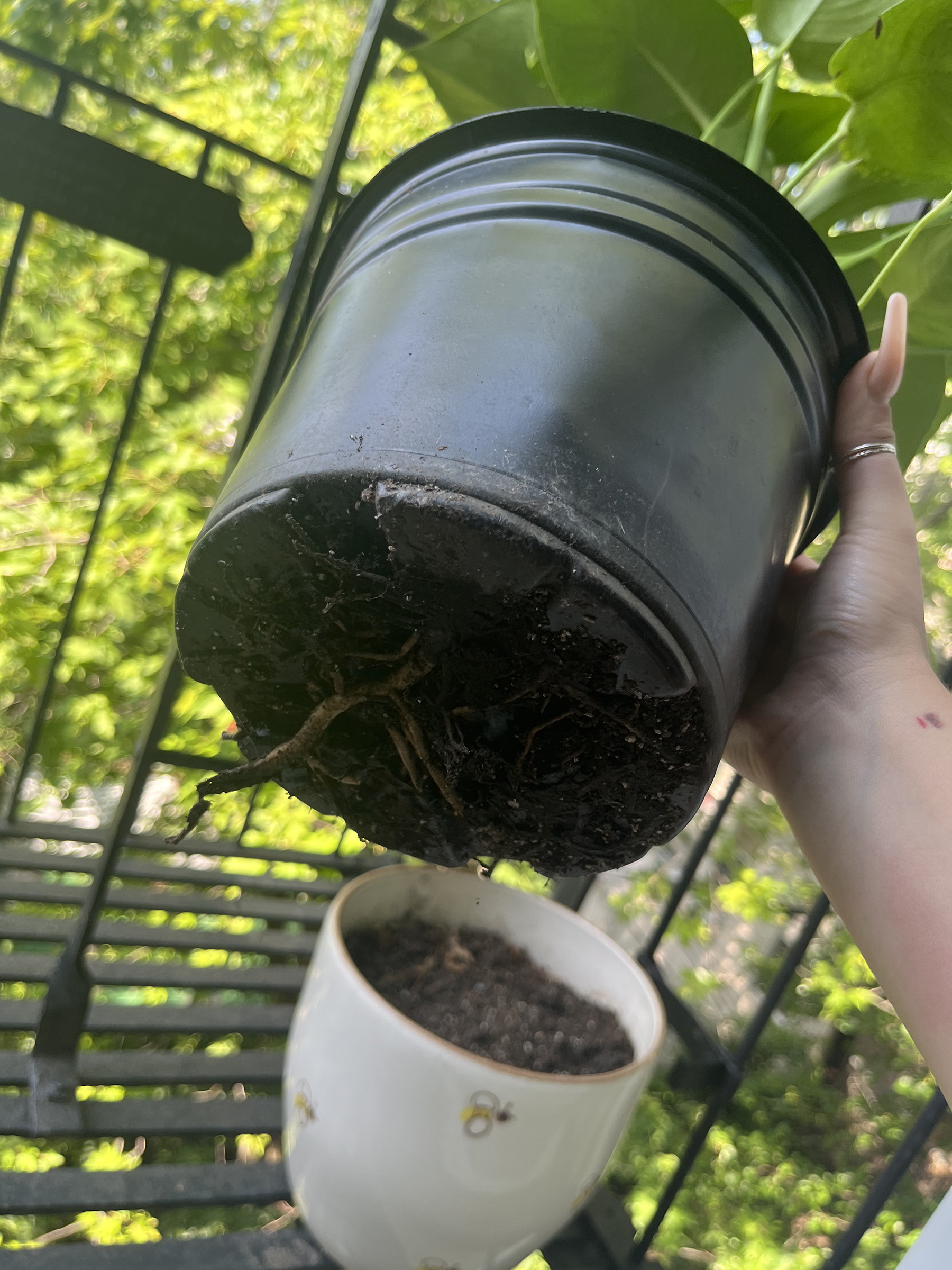 Monstera roots coming out of pot – House Plant Journal